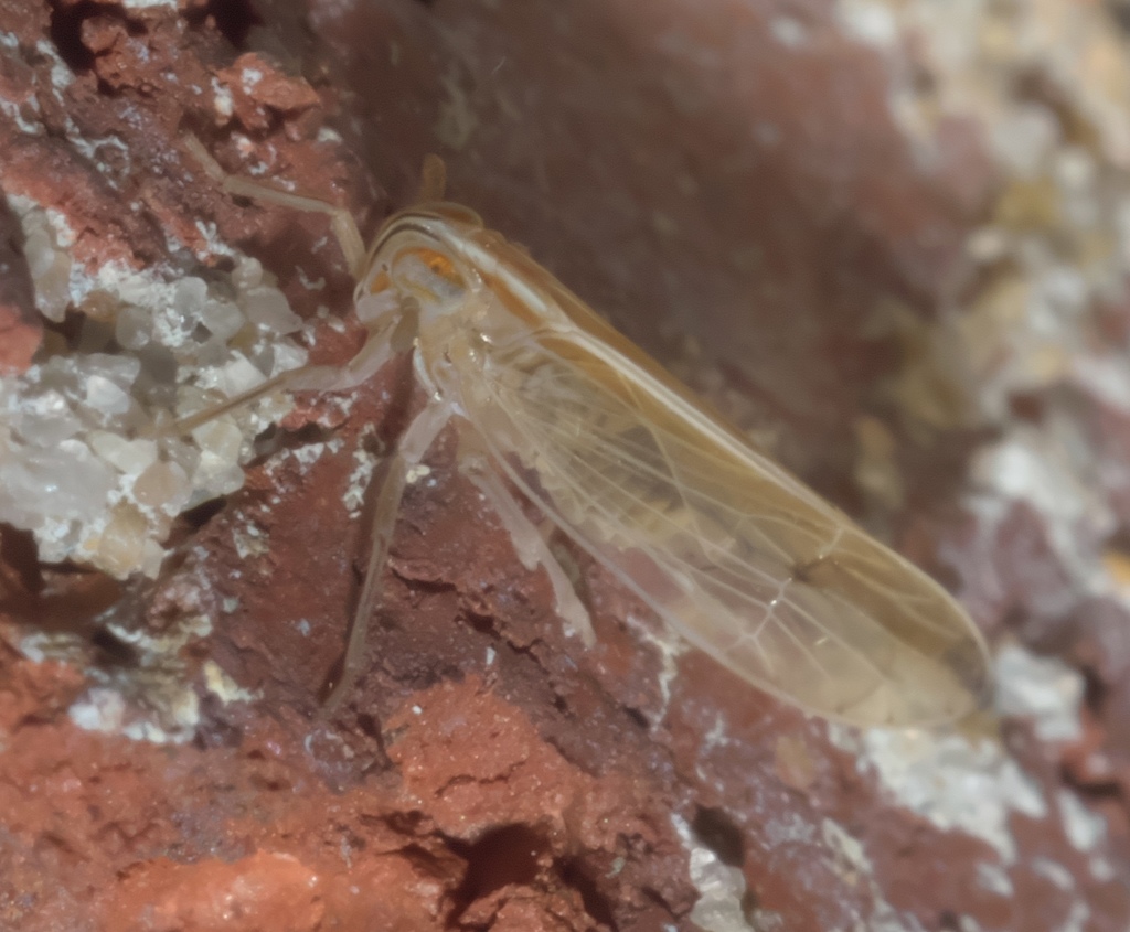 Stenocranus unipunctatus