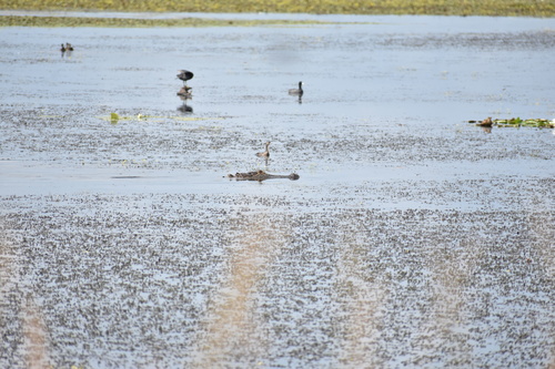 American Alligator photographed in Oklahoma