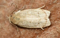Antaeotricha haesitans