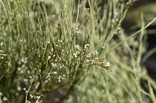 Berry broombush (Choretrum glomeratum)