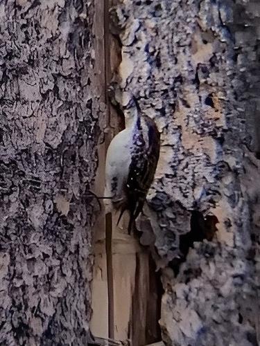 iNaturalist observation photo of Brown Creeper