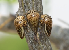 Stictopelta marmorata