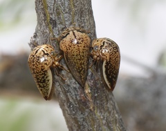 Stictopelta marmorata