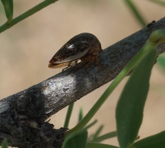Stictopelta marmorata