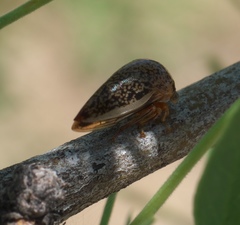 Stictopelta marmorata