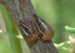 Stictopelta marmorata