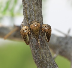 Stictopelta marmorata