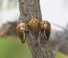 Stictopelta marmorata