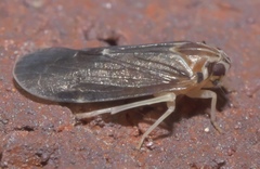 Synecdoche impunctata
