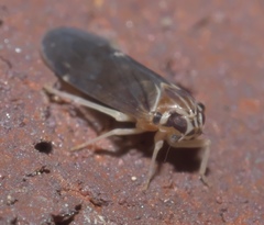 Synecdoche impunctata