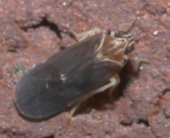 Synecdoche impunctata