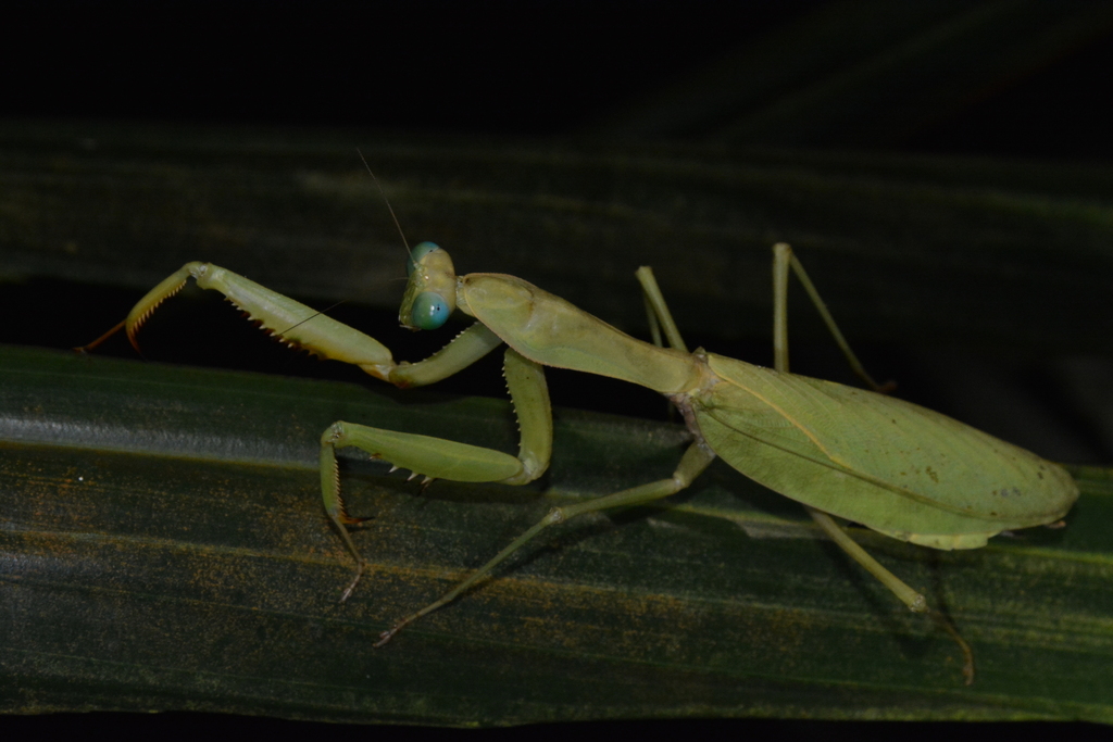 Hierodula major