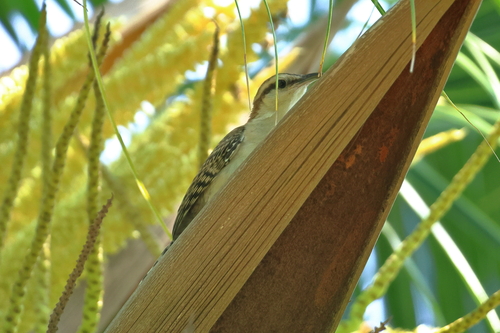 Russet-naped Wren (Campylorhynchus humilis), photo 4