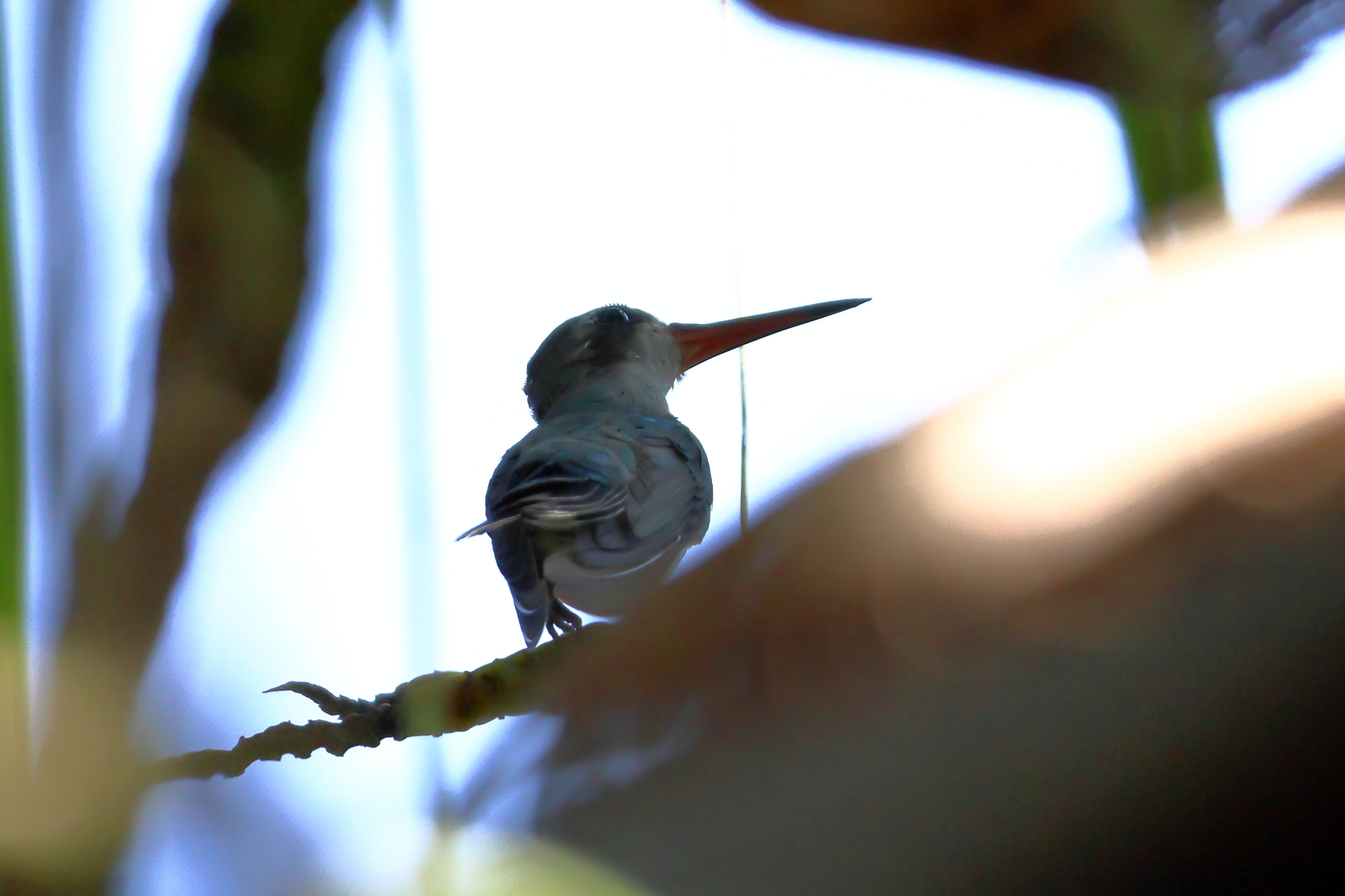 Turquoise-crowned Hummingbird (Cynanthus doubledayi), photo 5