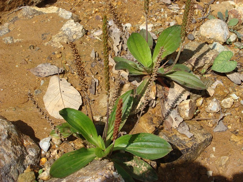 Plantago australis