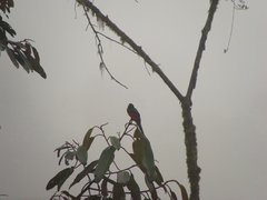 Trogon personatus