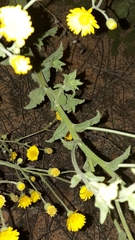 Heterotheca subaxillaris