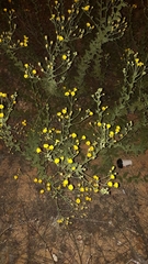 Heterotheca subaxillaris