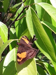Adelpha mesentina