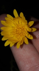 Heterotheca subaxillaris