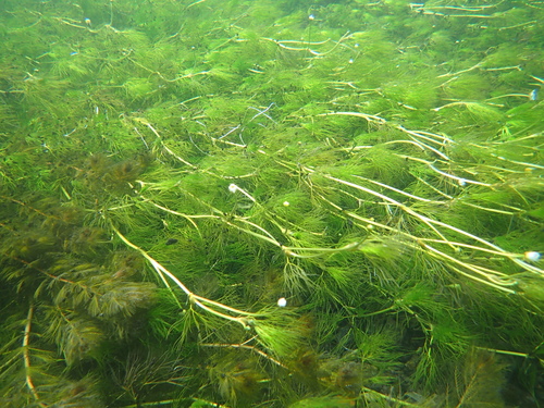 Ranunculus nipponicus iNat (3)