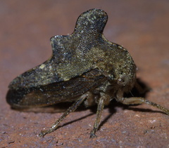 Heliria cristata