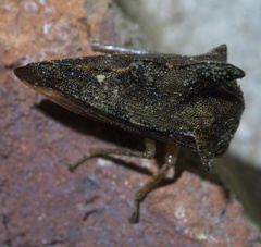Heliria cristata