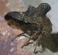 Heliria cristata