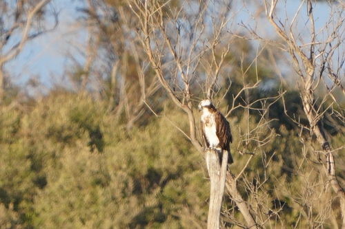 Avistamiento Águila pescadora (Marismas Tinto-Odiel)