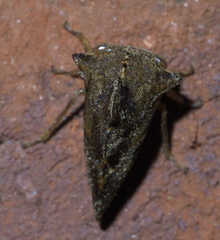 Heliria cristata