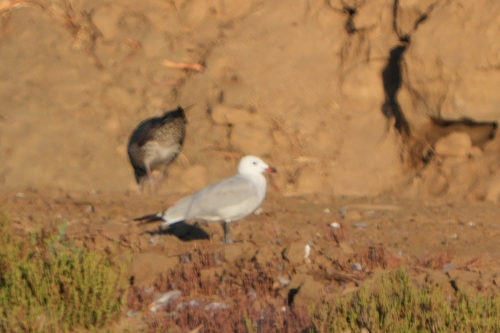 Avistamiento Gaviota de Audouin