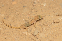 West Arabian Half-Toed Gecko photo 2