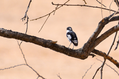 Lanioturdus torquatus