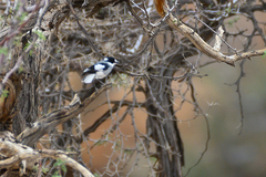 Lanioturdus torquatus