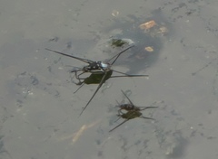 Trepobates subnitidus