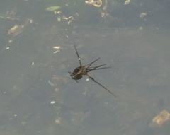 Trepobates subnitidus