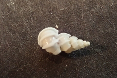 Epitonium pyramidale