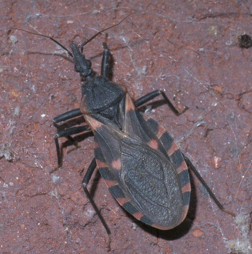 Eastern Bloodsucking Conenose photo 4