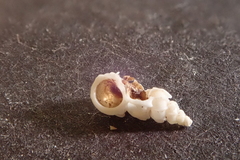 Epitonium pyramidale