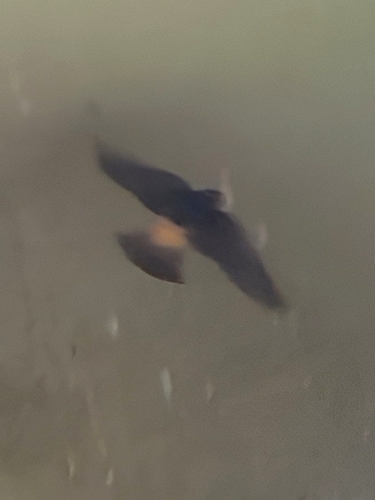 iNaturalist observation photo of Cliff Swallow
