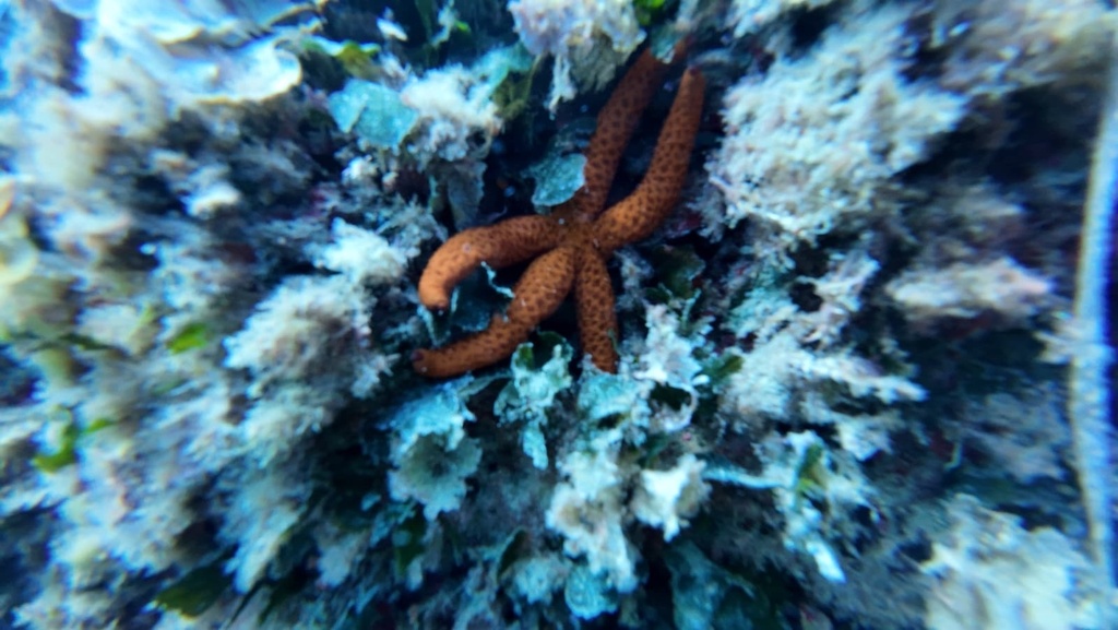 Photo of Red sea star (Echinaster sepositus)