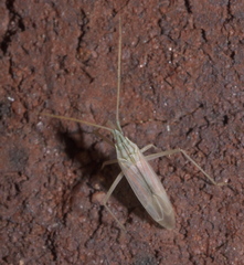 Trigonotylus pulcher