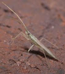 Trigonotylus pulcher