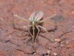 Trigonotylus pulcher