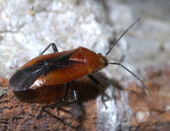 Tropidosteptes cardinalis