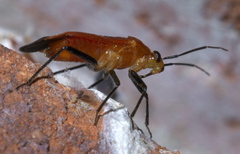 Tropidosteptes cardinalis