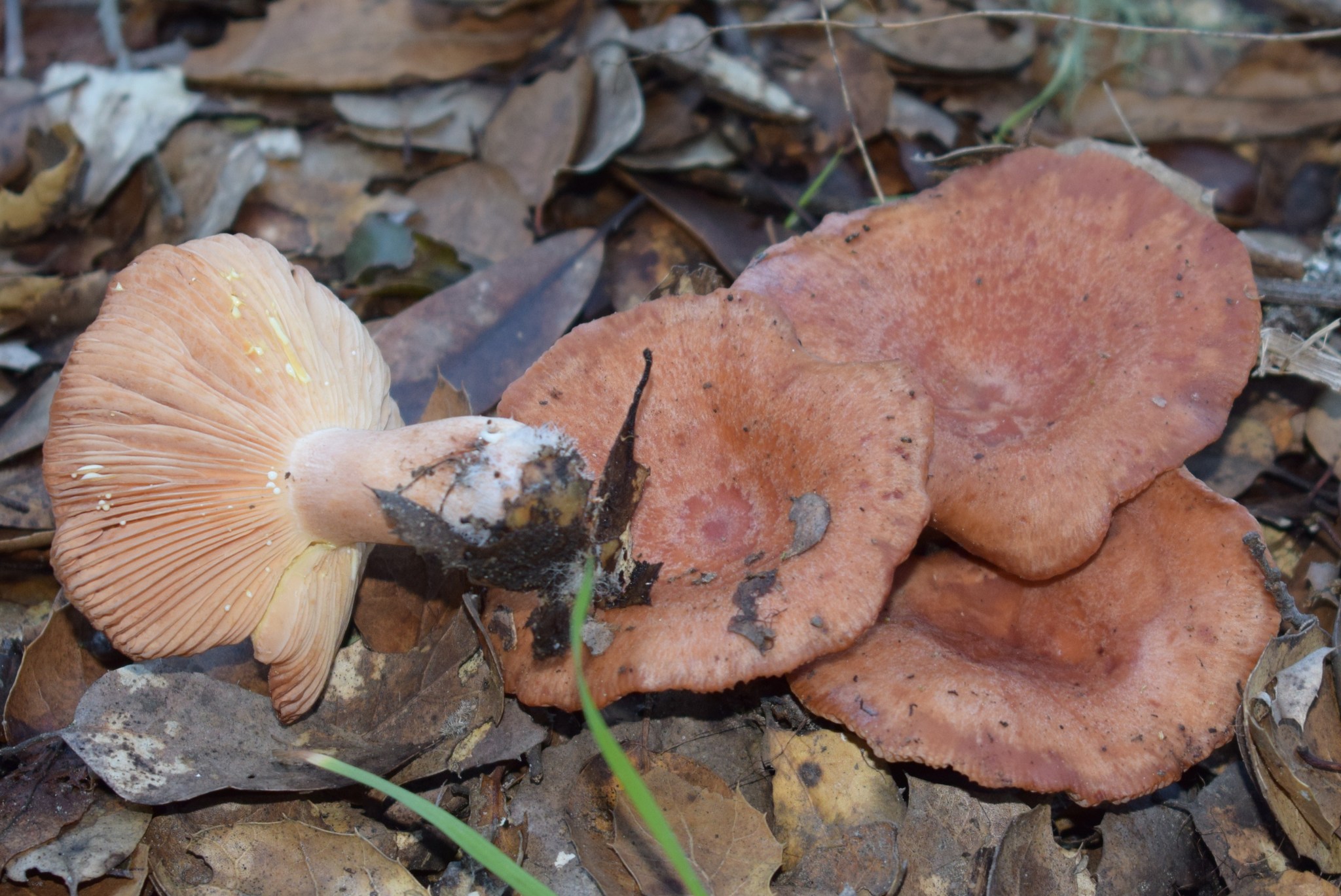 Lactarius xanthogalactus image