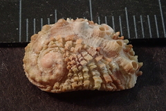 Haliotis jacnensis