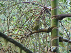 Ampelioides tschudii