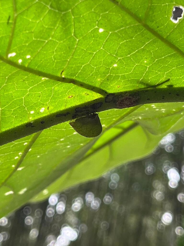 Antianthe foliacea